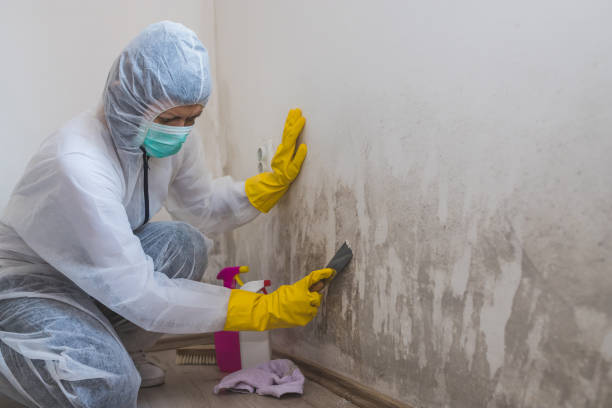 Best DIY Mold Remediation Support Services in Brimfield, OH