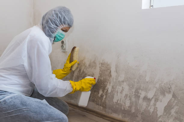 Best Black Mold Remediation in Brimfield, OH
