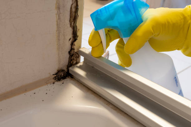 Best Post-Flood Mold Remediation in Brimfield, OH