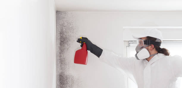 Best Attic Mold Remediation in Brimfield, OH