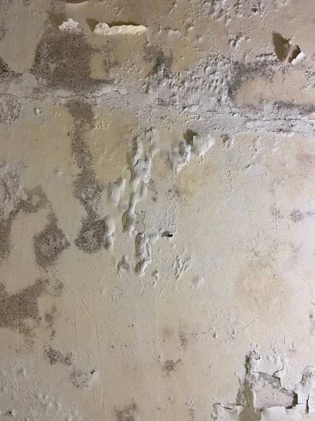 Best Localized Mold Remediation (e.g., coastal areas, humid climates) in Brimfield, OH