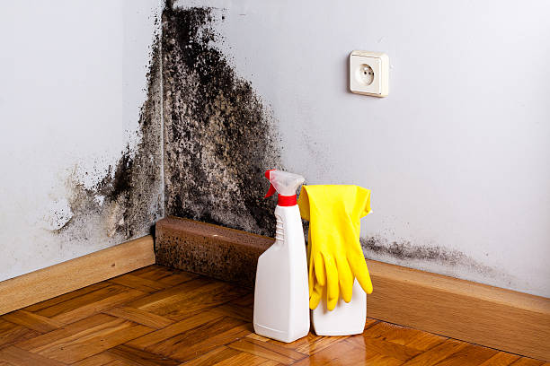 Best Bathroom Mold Remediation in Brimfield, OH