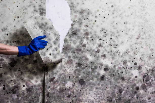 Best Residential Mold Remediation in Brimfield, OH